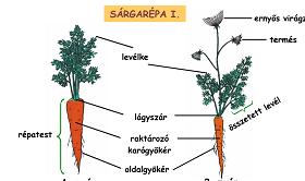 Sárgarépa A sárgarépa