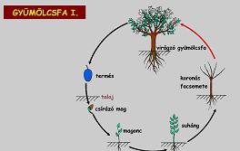 Gyümölcsfa természetismeret tanítása