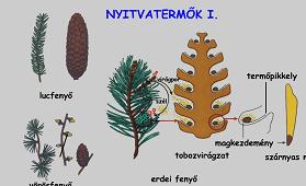 Nyitvatermők Nyitvatermők
