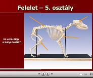 Házisertés bemutató Házisertés ppt