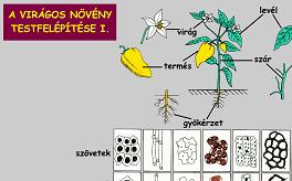 Virágos növény részei