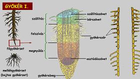 Gyökér