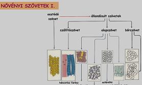 Növényi szövetek